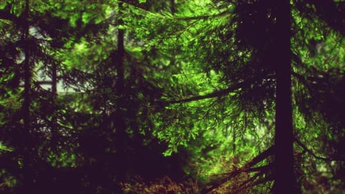 Green Cone Trees in Bright Sun Light