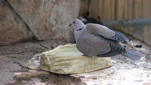 Collared Dove Drinking Water from Stone Dish