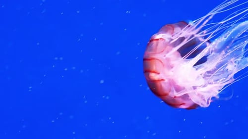 Elegant Jellyfish Swimming Underwater