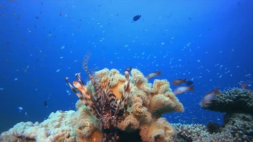 Lionfish Stands Out Among Coral and Fish