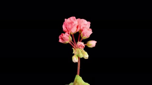 Geranium Pink Flowers Blooming in Time Lapse