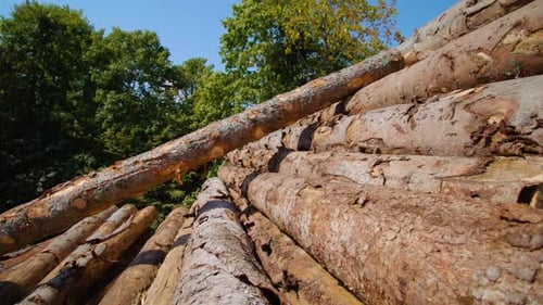 Pile of Logs in the Forest on a Sunny Day