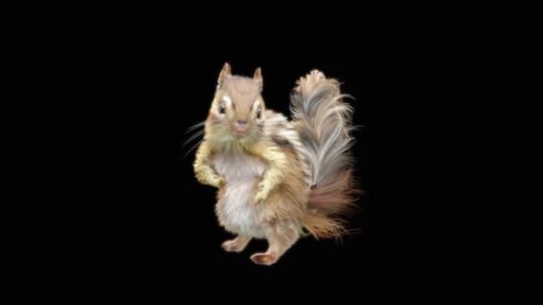 77 Chipmunk: Tanzen HD