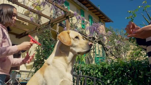 Girl Grooms a Golden Labrador Dog in Backyard