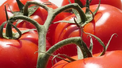 Fresh Red Tomatoes on the Vine, Close Up