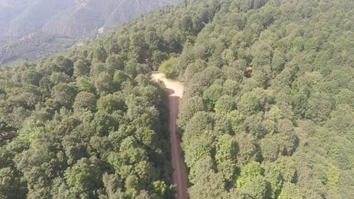 Aerial Green Forest Path