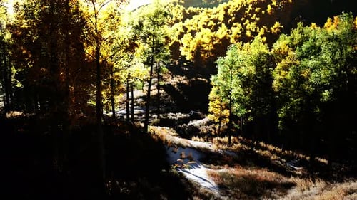Coucher de soleil lumineux dans les montagnes avec la forêt jaune