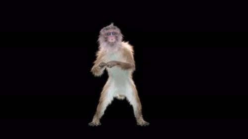 Monkey Dance 4K