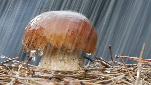 Mushroom in Forest Getting Rained On