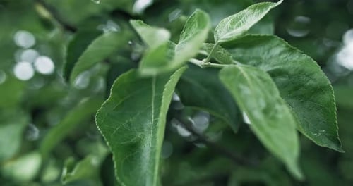 Garden Tree Leaves Nature Scenery Green Foliage