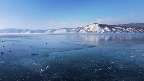 Over thin transparent ice. Waterfowl birds overwinter in a clear mountain lake