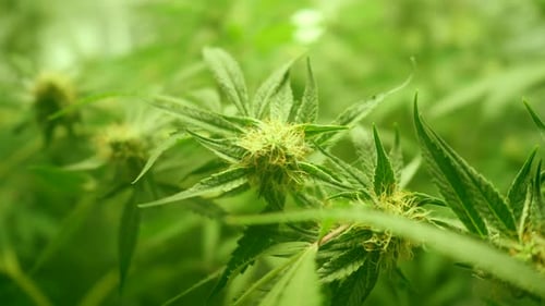 Captura Cinemática de una granja de cultivo de marihuana, plantas de marihuana y marihuana. Grabado en 4K