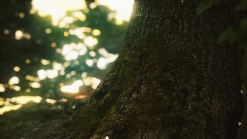 Luces fantásticas de luciérnagas en el bosque mágico