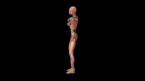 3D Female Human Anatomy Model Rotating Loop