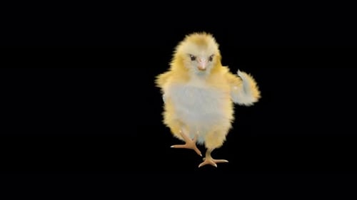 Cute Fluffy Yellow Chick Dancing Animation Loop