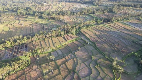 Aerial view of morning in rice field Bali in traditional village