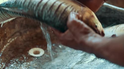 Gutted fish are cleaned thoroughly under a tap by a male worker on a fish farm in Brazil