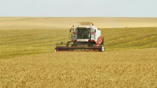 Slow Movement of Agricultural Harvester in Field Collecting Harvest of Wheat. Static Shot of Passing