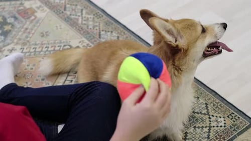Child Playing with Corgi Dog Indoors