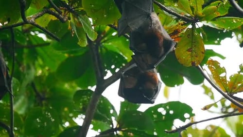 Flying Foxes hängen an einem Ast und waschen sich