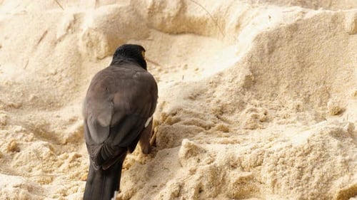 Häufig Myna -Acridotheres Tristis