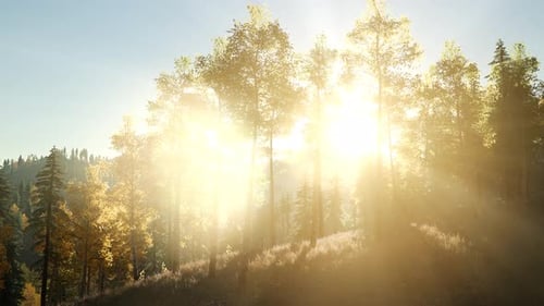 Sun Beams Through Trees