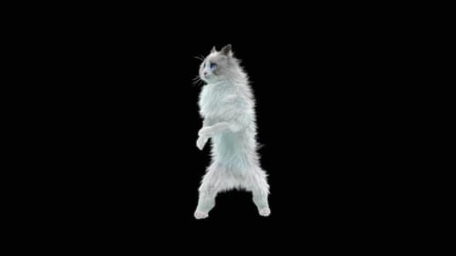 Katze HD