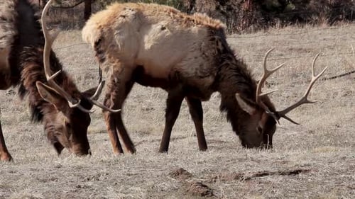 A small herd of segregated bull elk near Estes Park Colorado are grazing in early spring. They are
