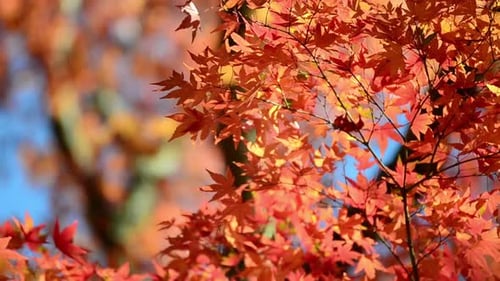 Feuilles d'érable d'automne sur les branches des arbres