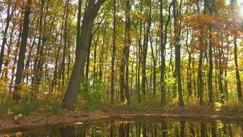 Autumn