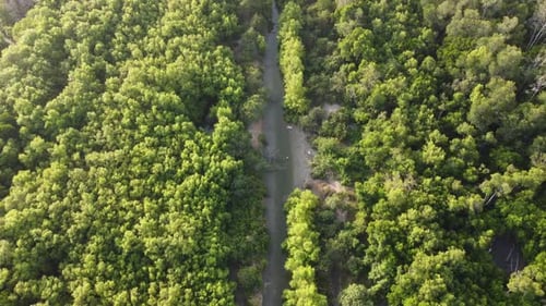 Aerial view mangrove tree