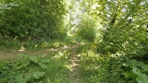 Caminho de caminhada natural com escadas (vídeo em câmera lenta)