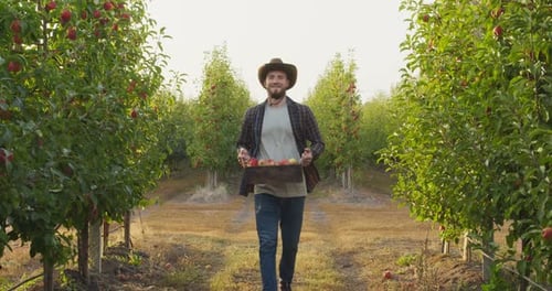 Junger positiver Gartenbauer, der im Apfelgarten mit einer Holzkiste voller reifer Früchte vor die Kamera geht