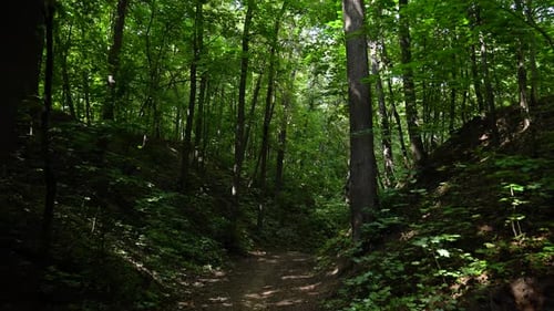 Beautiful summer morning in the forest. Sun rays break through the foliage of magnificent green tree