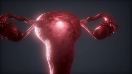 Detailed 3D Animation of the Female Reproductive System