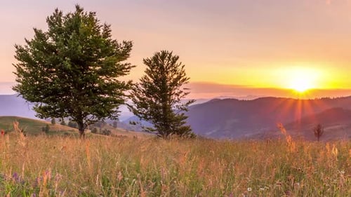 Wonderful Forest and Grassy Meadow at Sunset