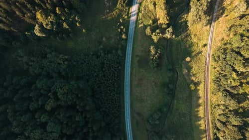 Car Moving on Road Through Pine Tree Forest Aerial View