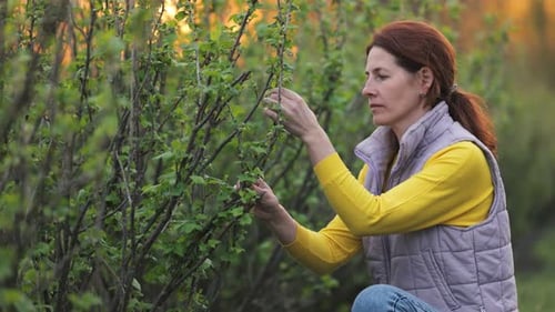 Woman Gardening, Inspecting Plants at Sunset