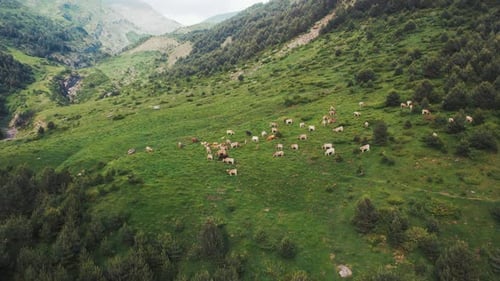Troupeau de vaches qui paissent sur la colline dans les montagnes