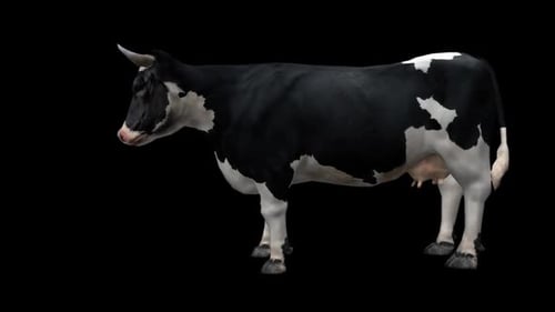 Cow With Alpha Channel