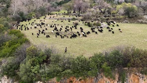 Herd of sheep in the mountains aerial view 4 K