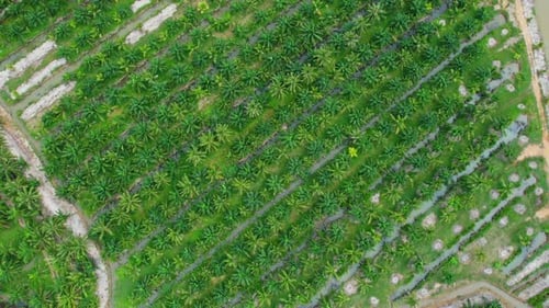 Drone fly over beautiful coconut plantations