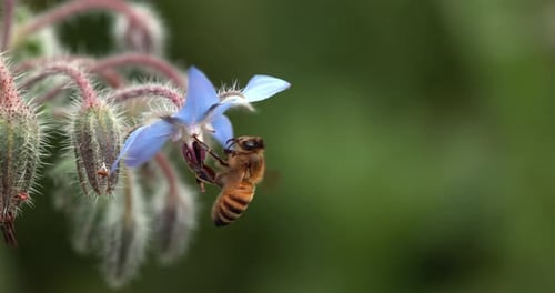 European Honey Bee, apis mellifera, Bee foraging a borage Flower, Insect in Flight, Pollination Act
