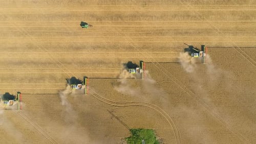 Combine Harvesting. Aerial View of Agricultural Machine Collecting Golden Ripe Wheat on the Field