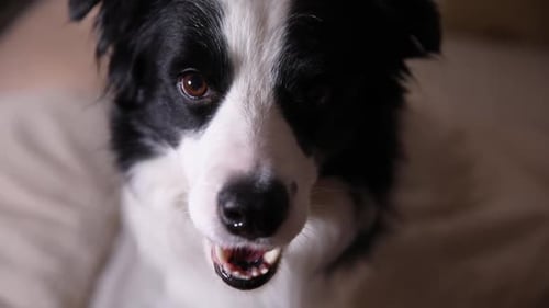 Close-up of a Border Collie Dog Looking at Camera