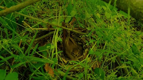 Bird Nest With Eggs in Green Grass