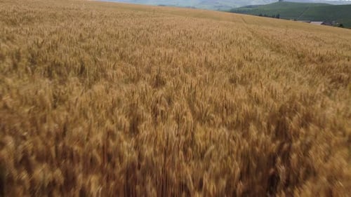 Golden Wheat Field