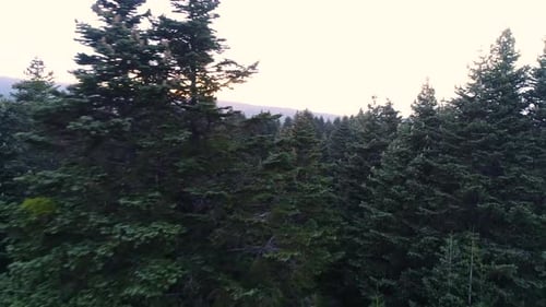 Arbres dans la forêt, gros plan aérien.