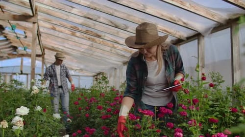 Rose Cultivation in Greenhouse with Tablet Technology