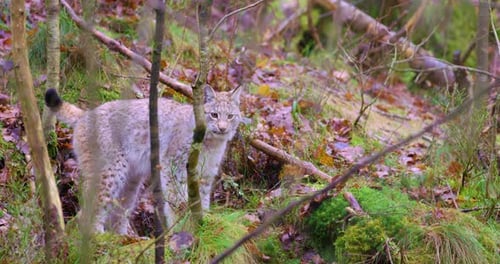 Verspieltes junges Luchs-Katzenjunges im Wald
